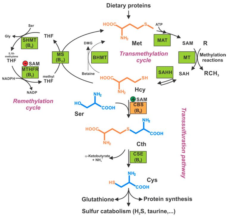 Board the Methylation Express: How Essential B Vitamins Fuel Your Energy